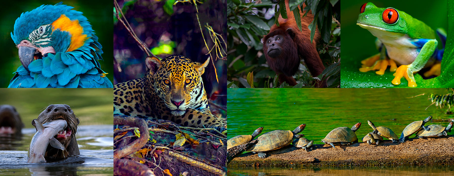 ANIMALS IN MANU NATIONAL PARK – MOST DIVERSITY IN THE WORLD