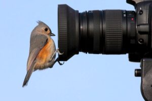 Beste Kameras für die Vogelfotografie