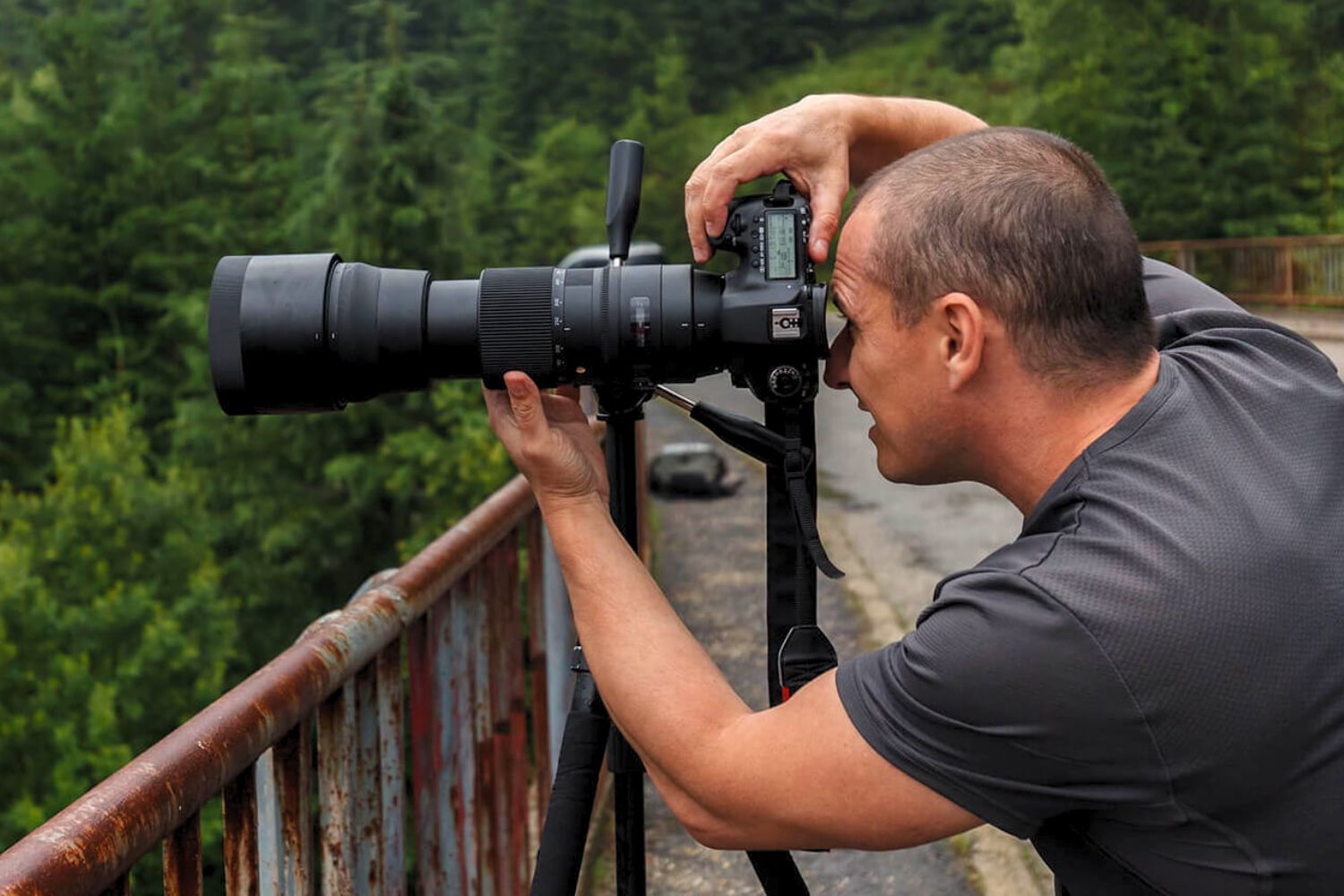 Objektive für die Vogelfotografie