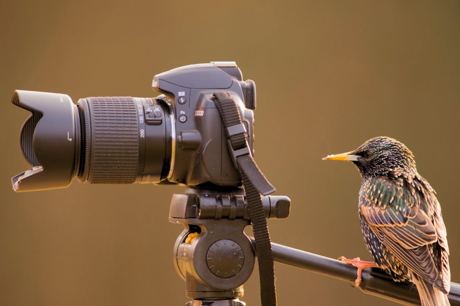 Appareils photo pont superzoom pour la photographie d'oiseaux