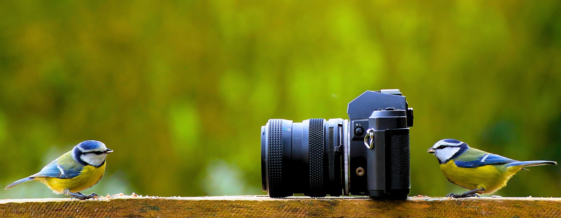 Mejores cámaras para fotografía de aves