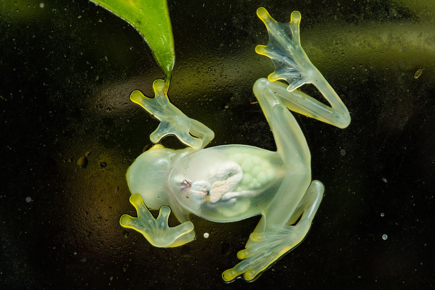 3. Glass Frog