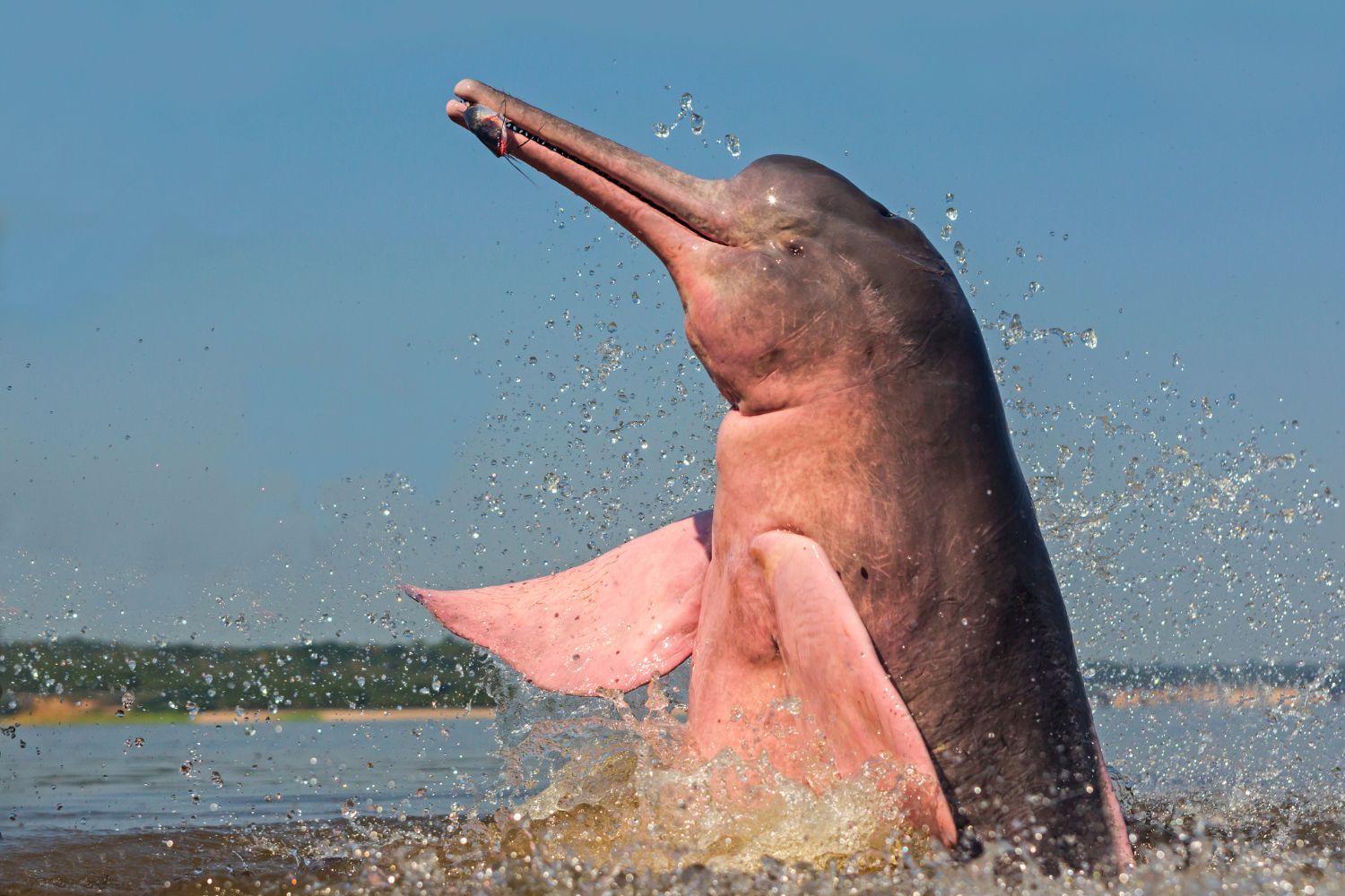 10. Delfín rosado