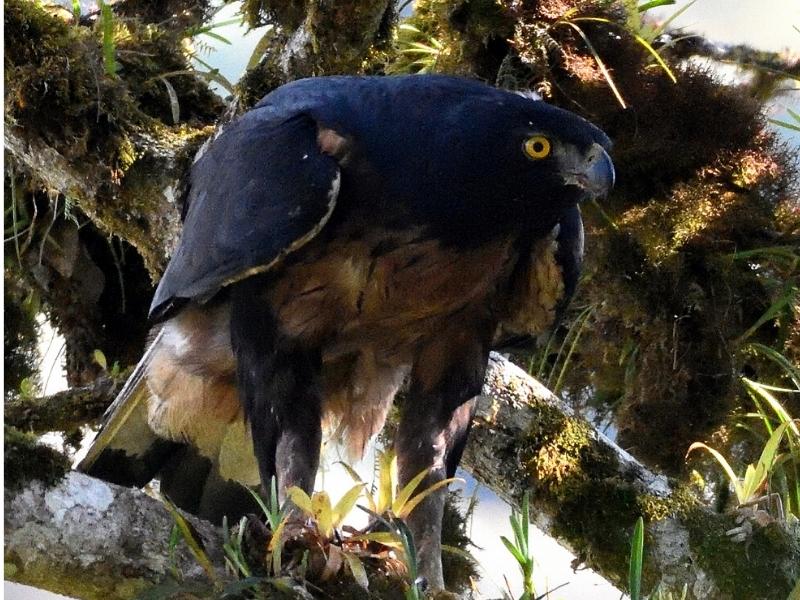 Schwarzbrauner Adler