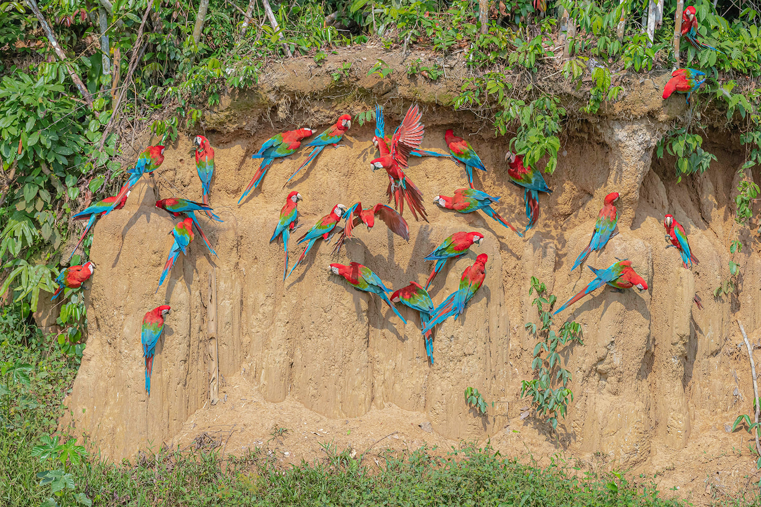 THE COLLPAS, THE HOUSE OF THE MACAWS