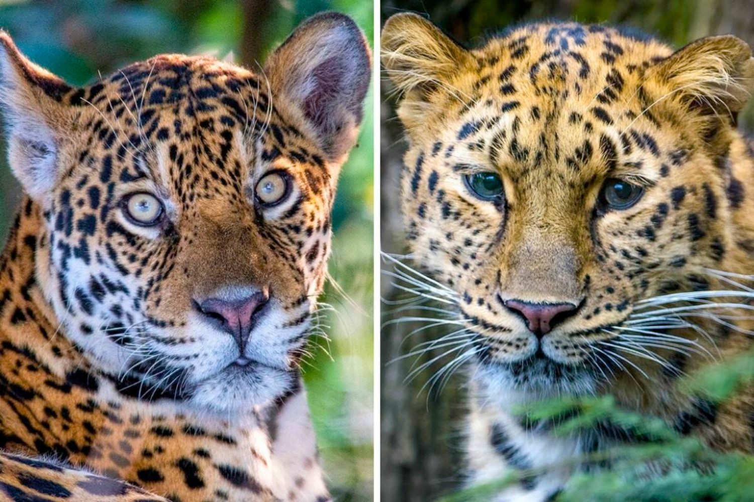 7. Differences between jaguar and leopard.