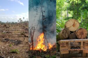 Animales en peligro de extinción de la selva amazónica