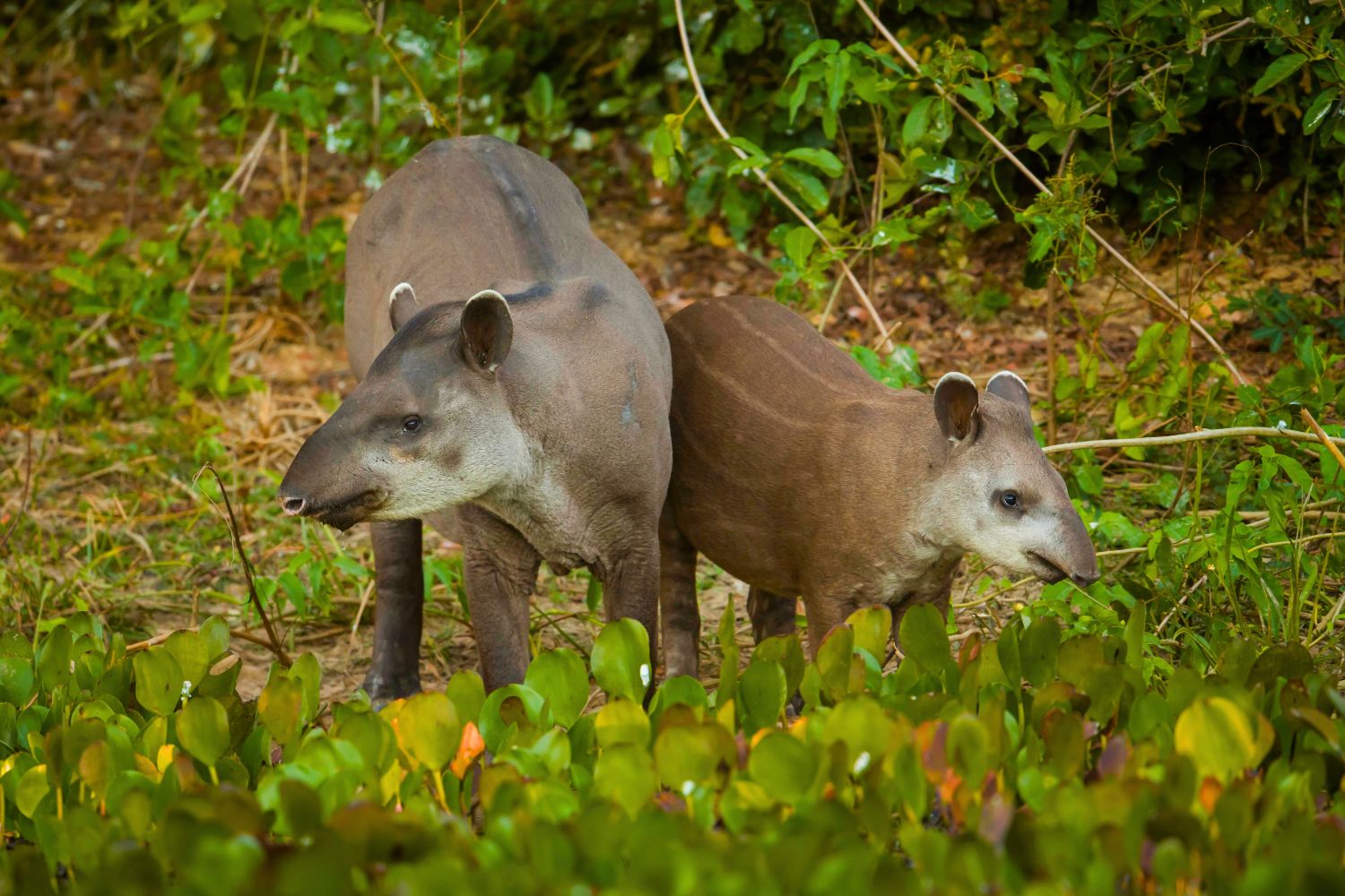 Der südamerikanische Tapir