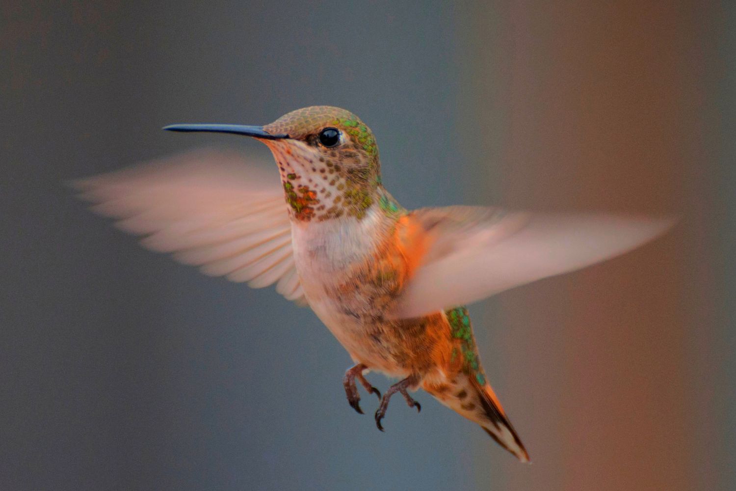 1. Los colibríes