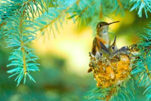 datos más importantes de los colibríes