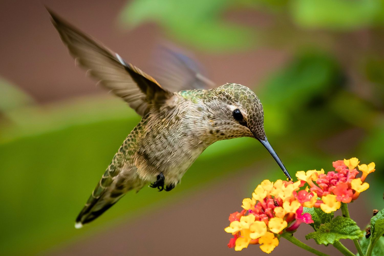 2. The flight of hummingbirds
