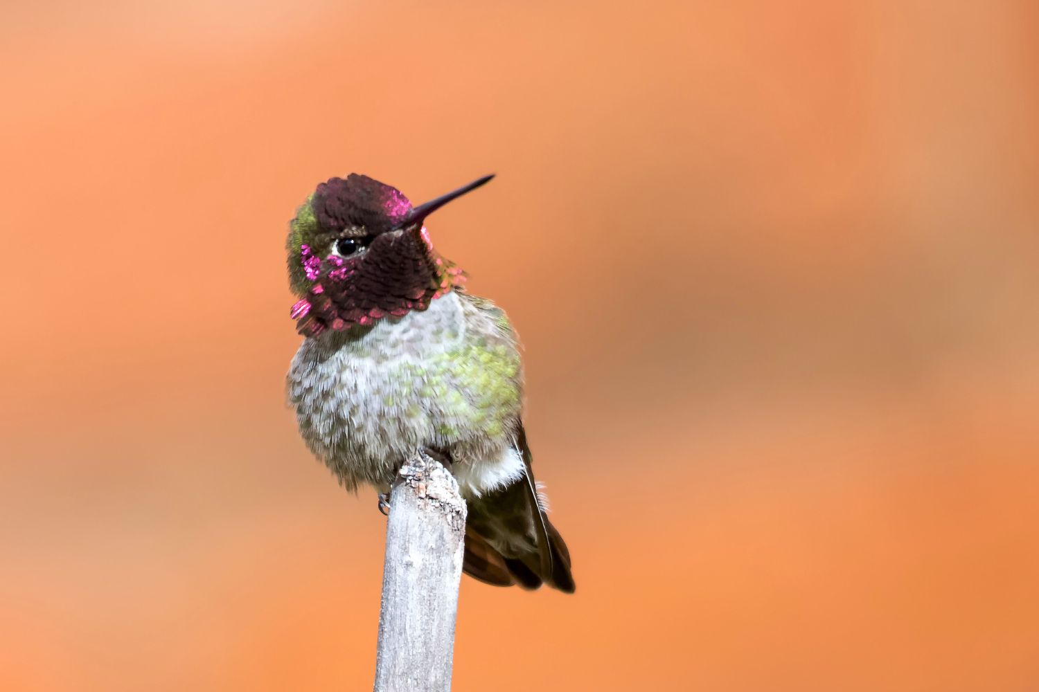Top Des Faits Sur Les Colibris Andean Great Treks Top Des Faits Sur Les Colibris Andean Great Treks