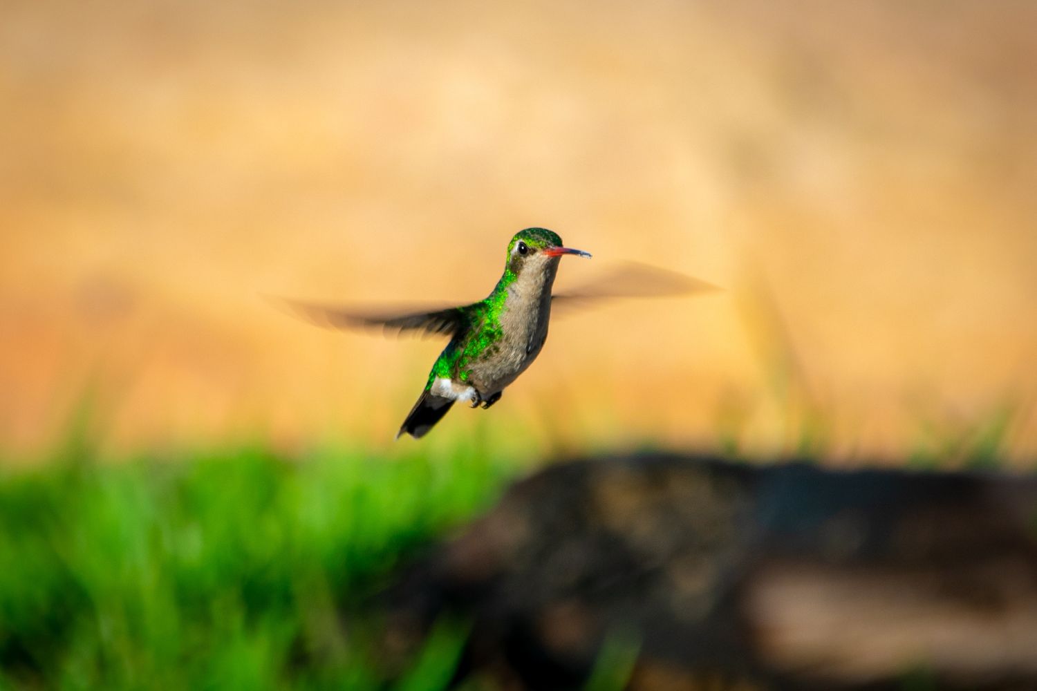 4. Migración de colibríes