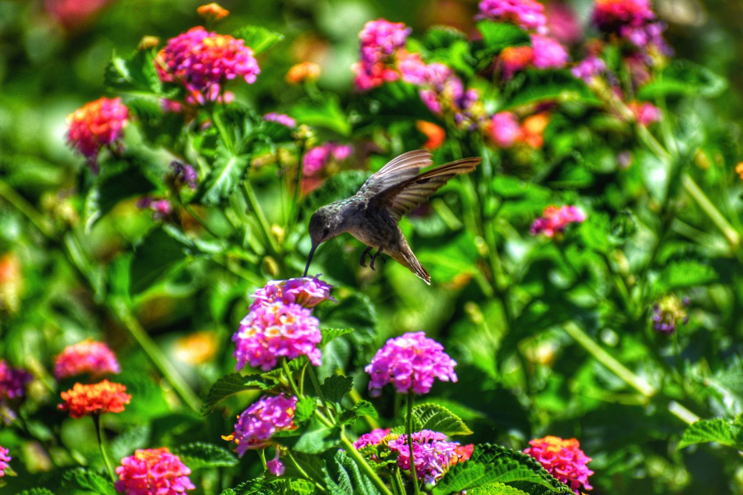 7. Der unglaubliche Stoffwechsel von Kolibris