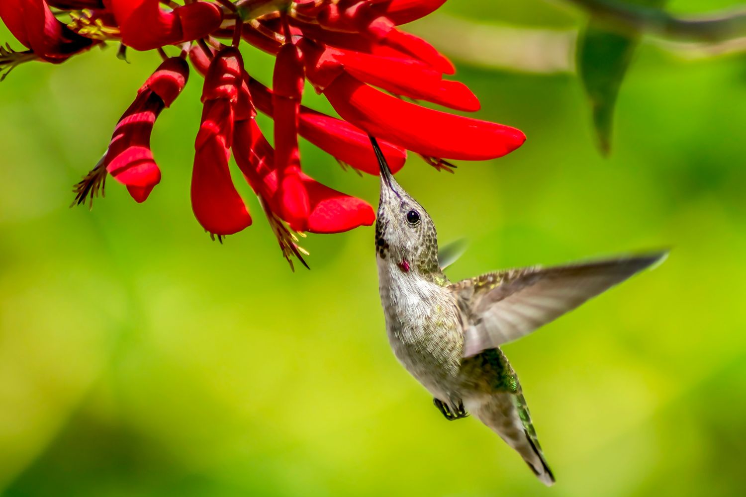 9. La couleur préférée des colibris