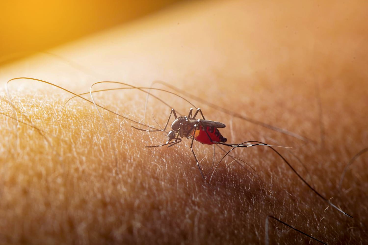 comment éviter les piquures de moustiques dans la jungle amazonienne