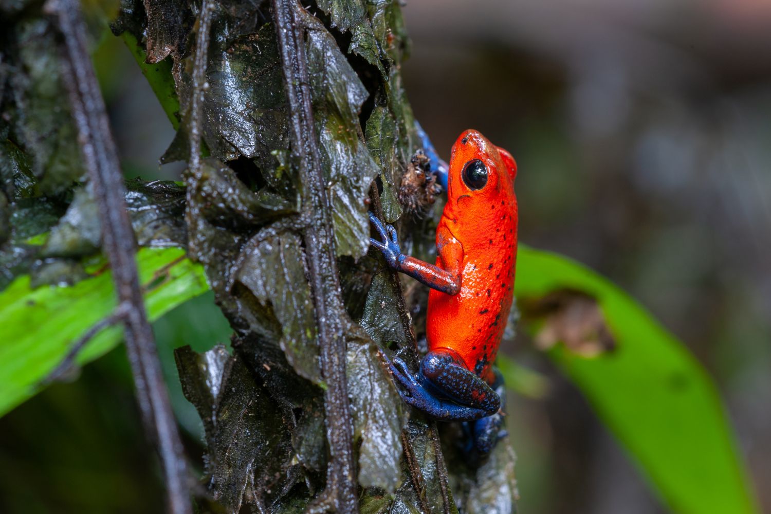 12 Interesting poison dart frogs facts | Andean Great Treks