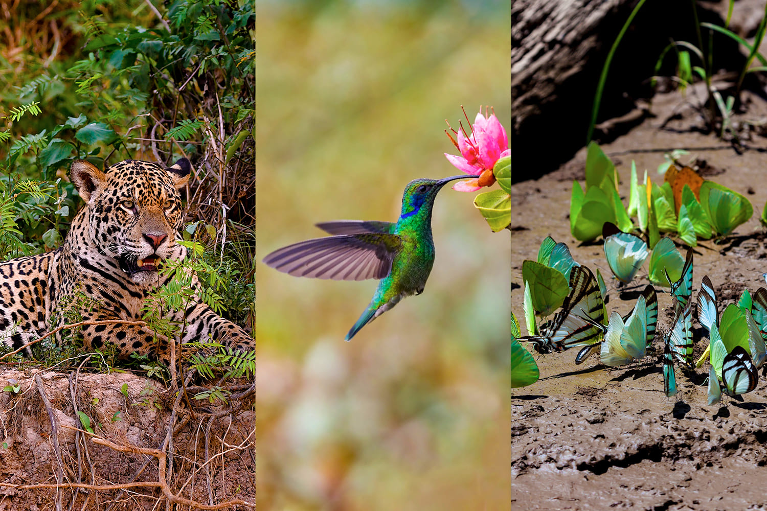 Flora and fauna in the Manu National Park