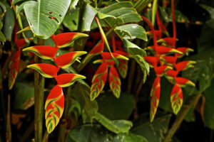 Plantes médicinales de l'Amazonie péruvienne