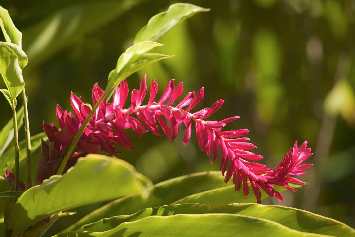 El uso de plantas con fines medicinales en la Amazonia