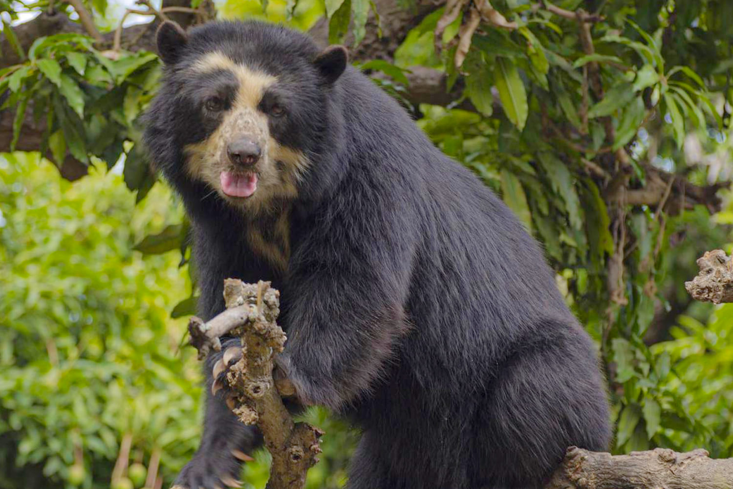 THE SPECTACLED BEAR OF SOUTH AMERICA
