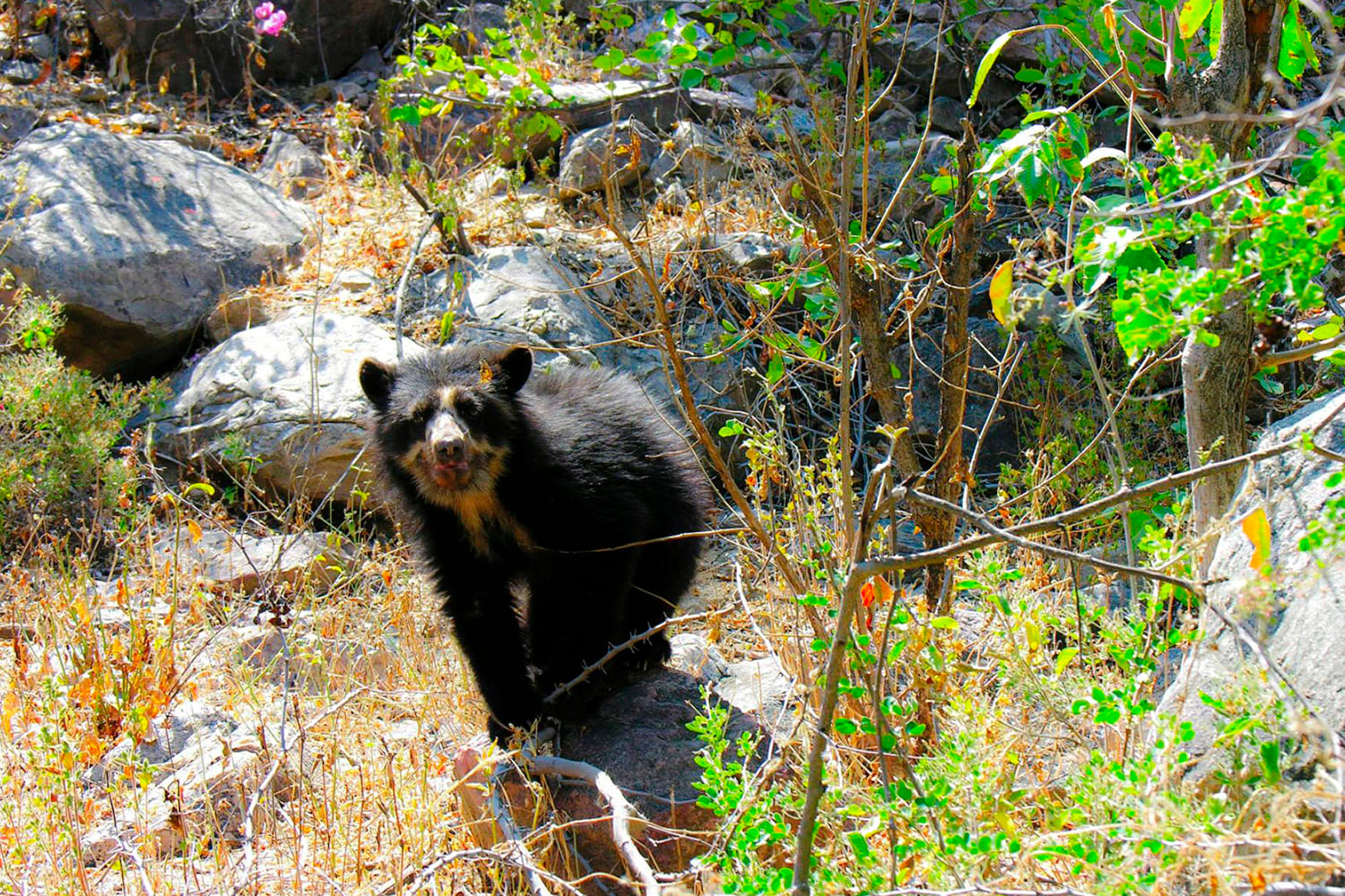 IT IS COMMON TO SEE SPECTACLED BEARS AND THEIR CUBS IN MACHU PICCHU