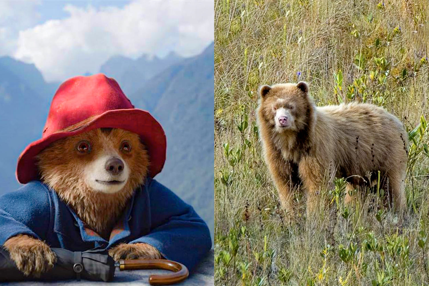 La Relación Entre Paddington y el Oso de Anteojos: Un Vínculo Especial con Perú