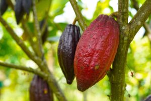 peruvian chocolate