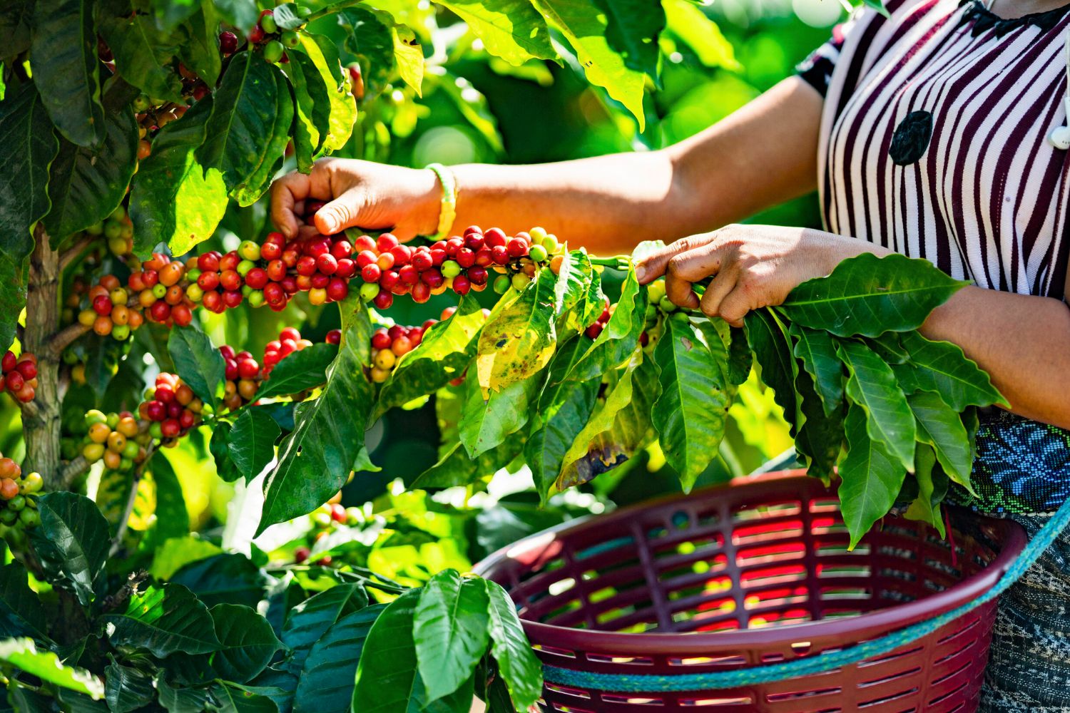 What regions of Peru produce coffee?