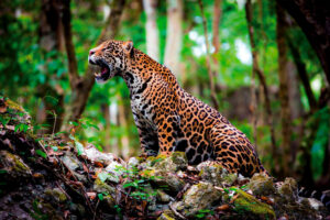 Manu der Amazonas Regenwald