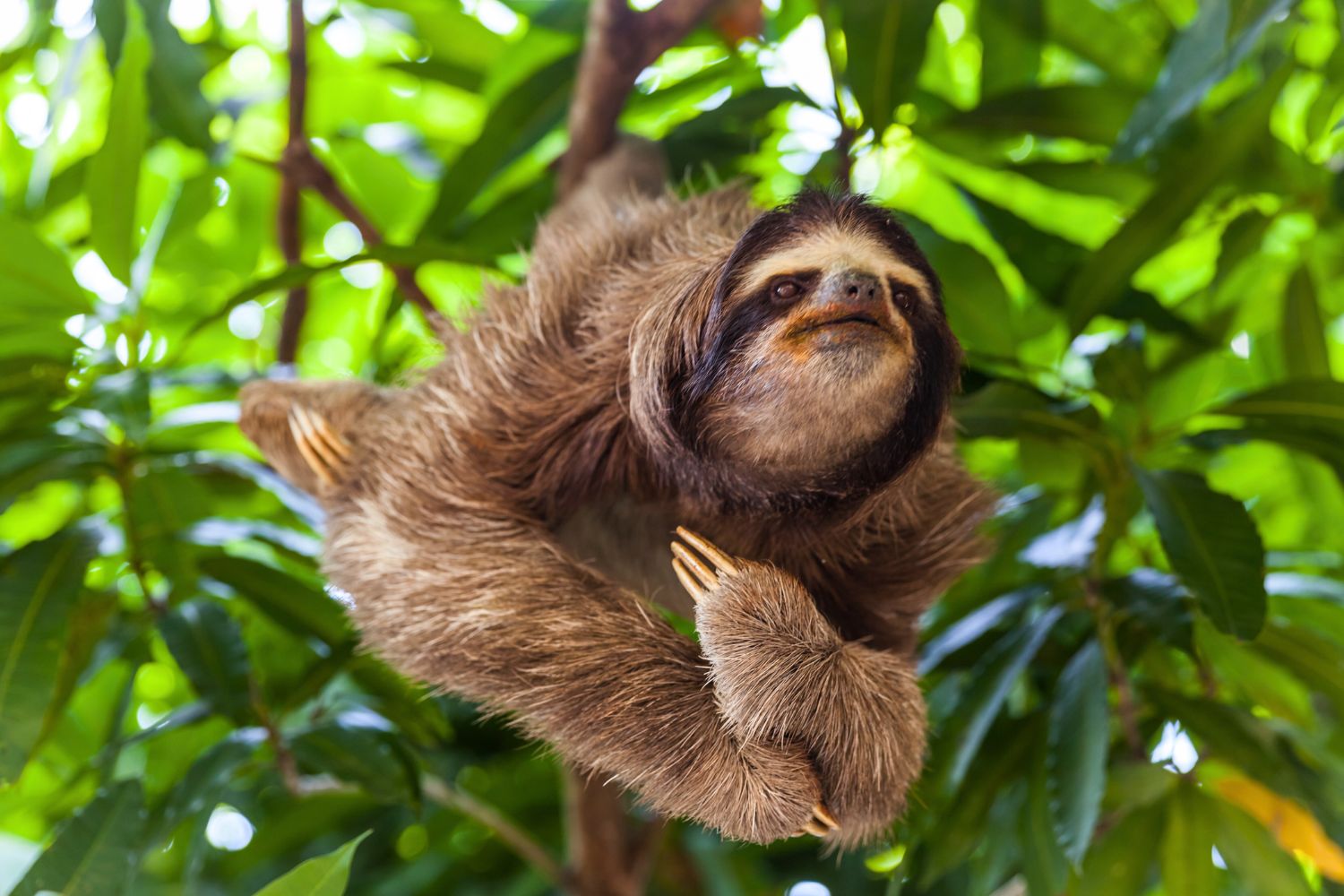 The Difference Between Two-Toed and Three-Toed Sloths