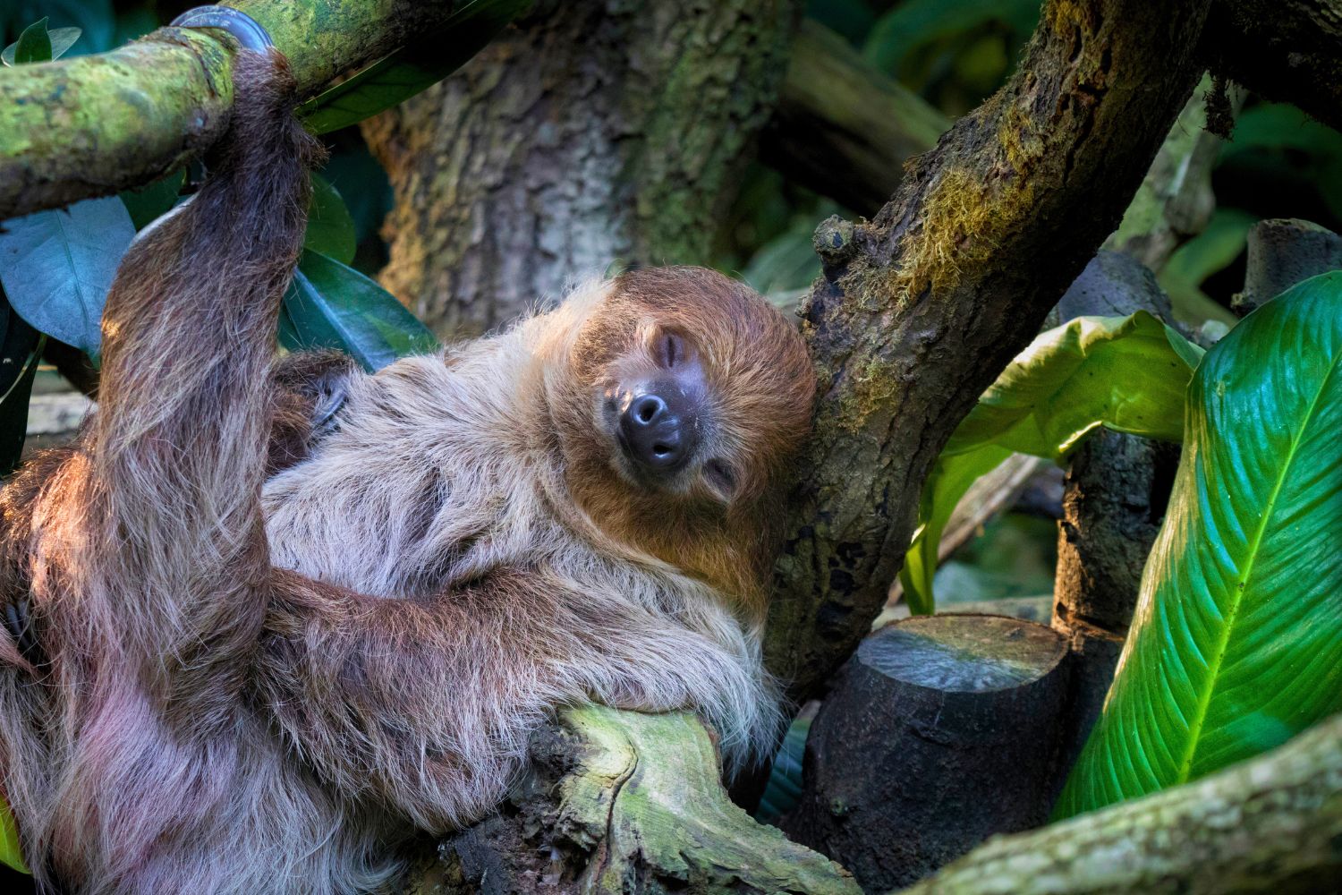 2. Sloths are great at hanging out (even after they die!)