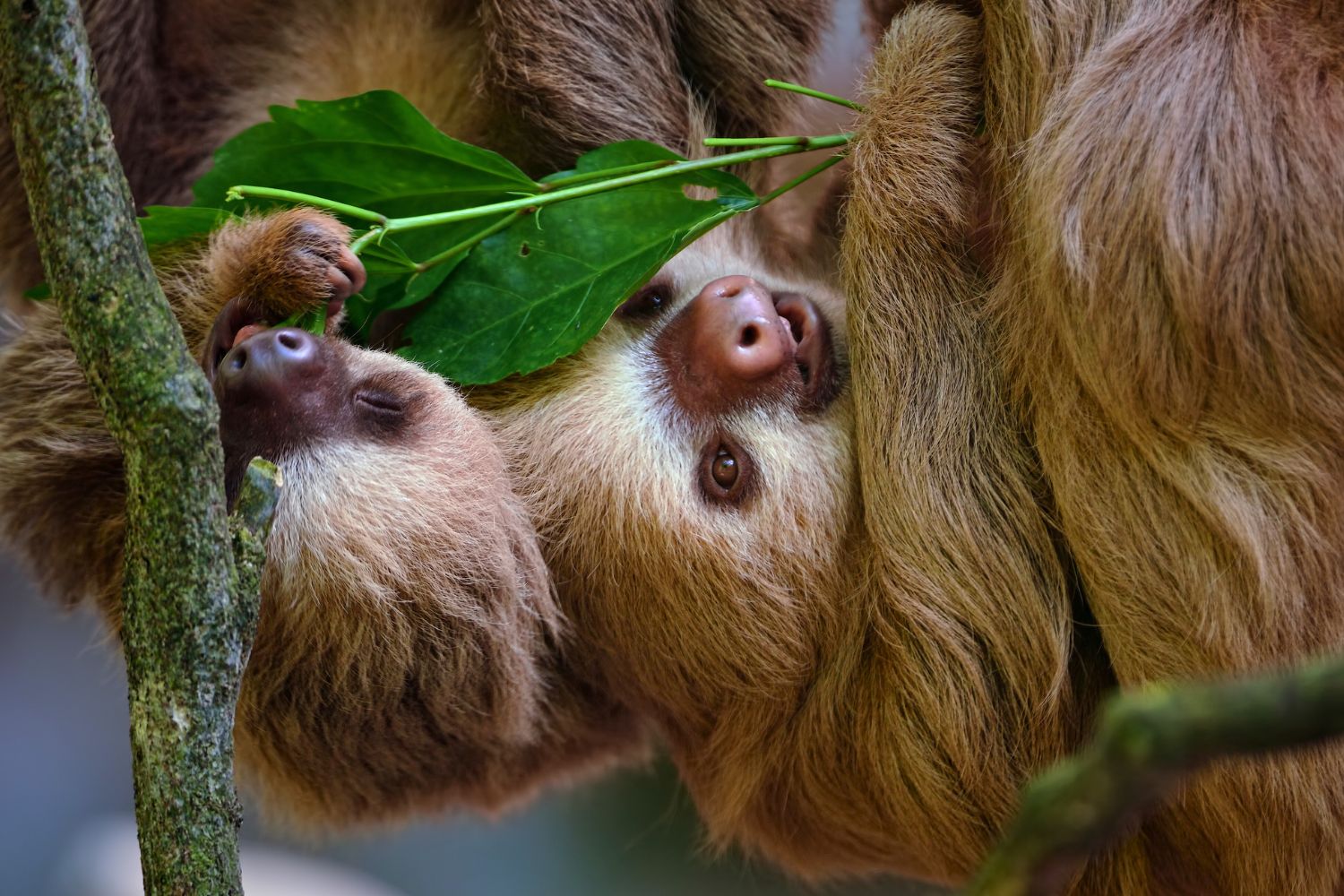10. Sloths need protection.