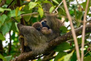sloths in the amazon rainforest