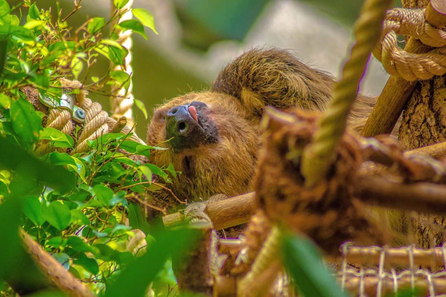 10 Interesting Facts About Sloths
