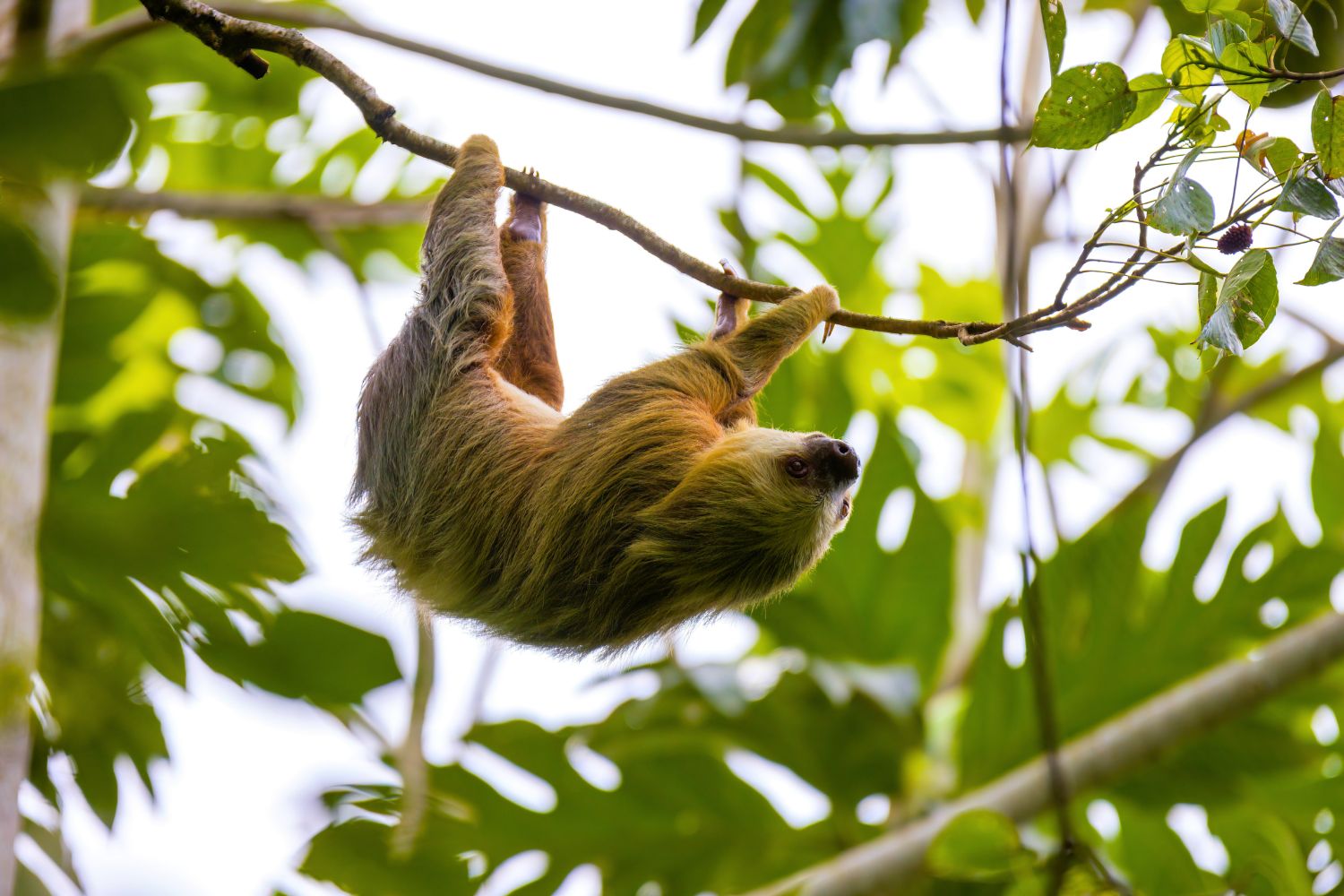 3. Sloths spend most of their lives upside down.