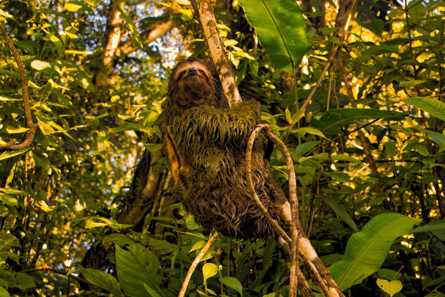 5. Sloth’s bodies are actually their own ecosystem!