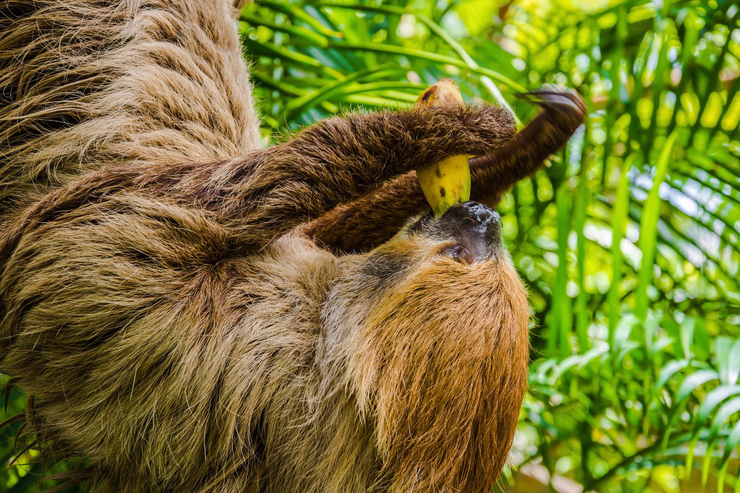6. Sloths have an incredibly slow metabolism.
