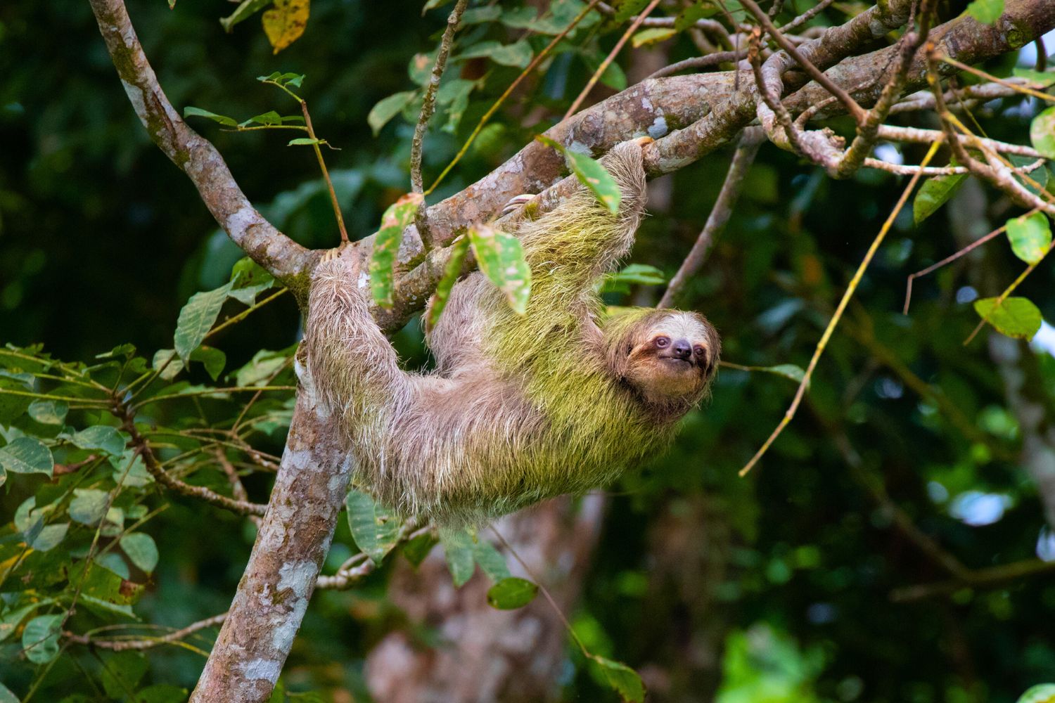 7. Some sloths can turn their heads all the way around!