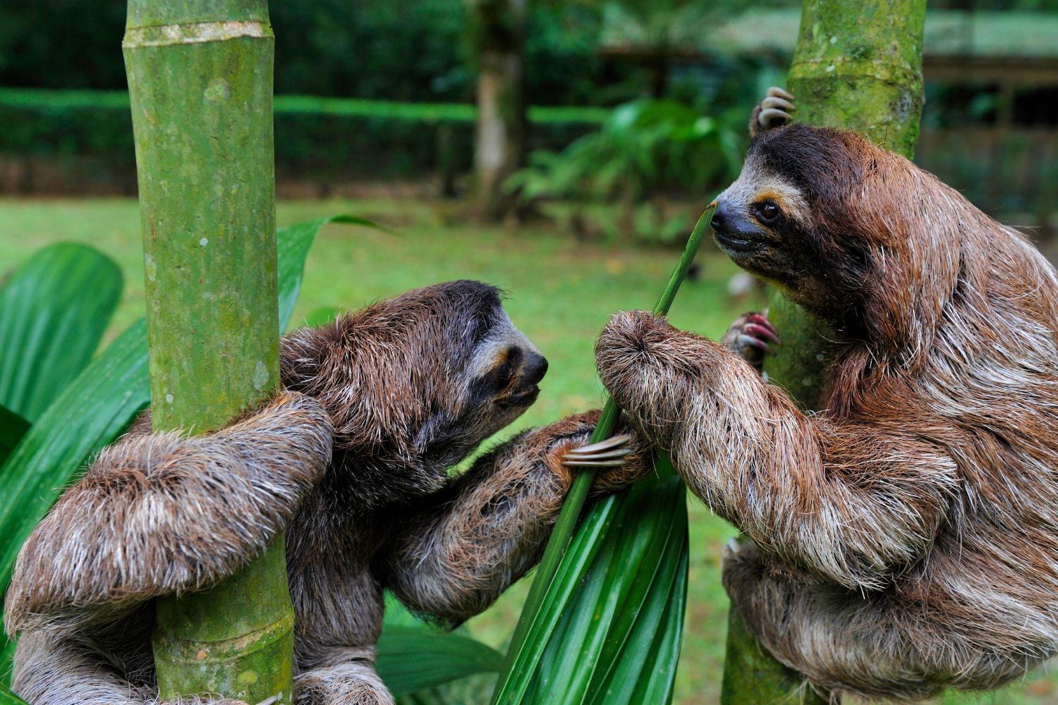 8. Sloths aren’t very coy in the dating game.