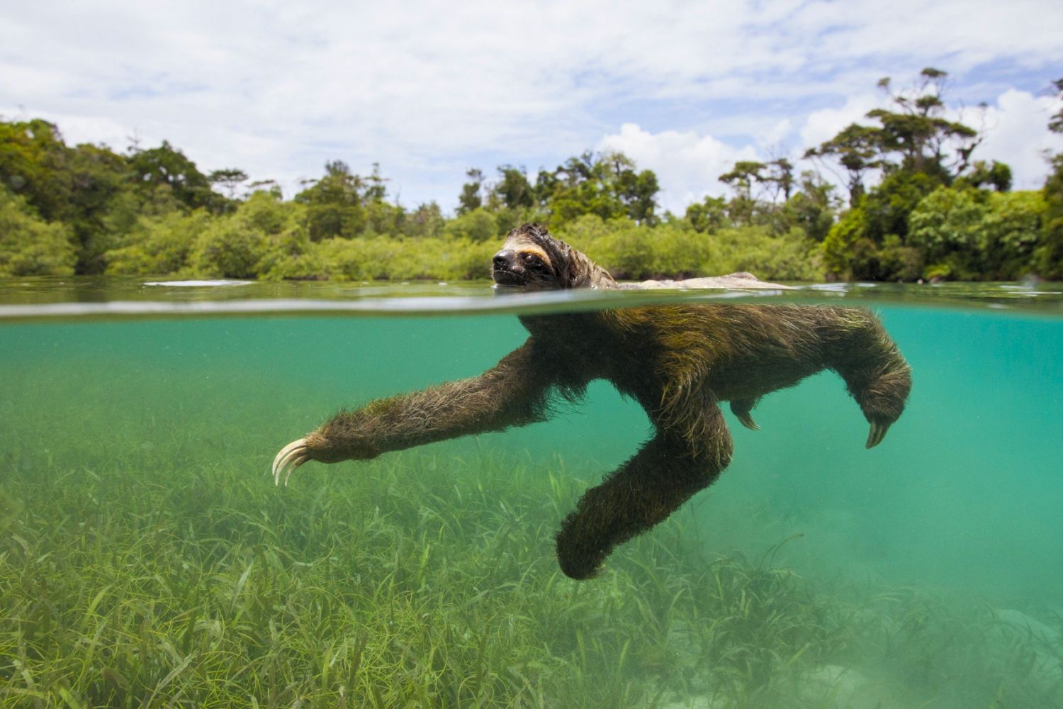 9. Sloths are amazing swimmers.
