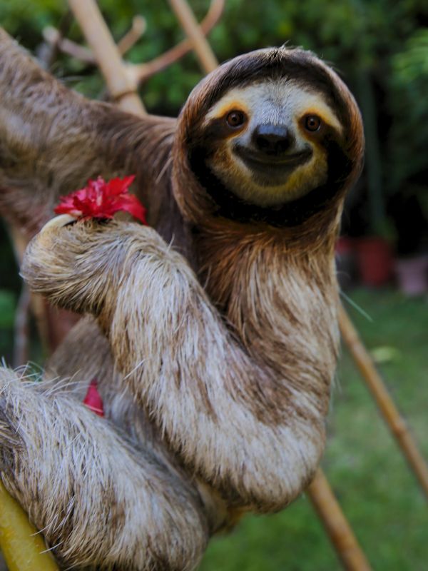 TOP FACTS OF THE SLOTHS IN THE AMAZON RAINFOREST