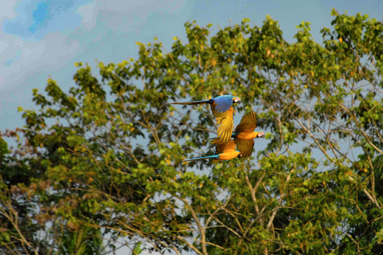 Croisières d'intérêt particulier : observation des oiseaux, photographie, etc.