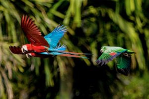 schönsten Vögel des peruanischen Amazonas