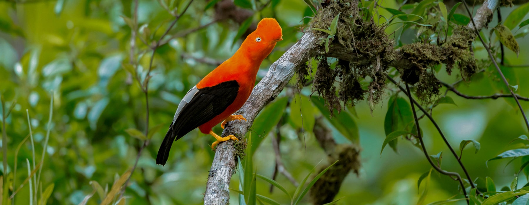 THE MOST UNIQUE BIRDS OF THE PERUVIAN AMAZON