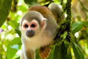 Top Amazon Rainforest Monkeys