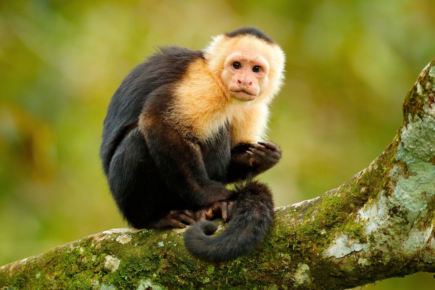 4. Capuchin Monkey