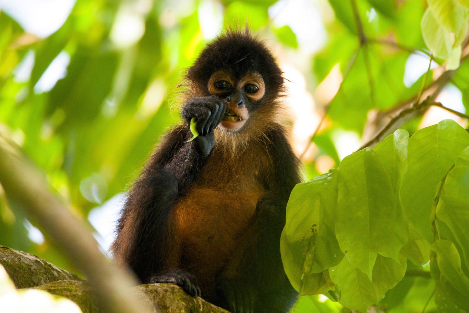 Tropical Rainforest Monkeys Facts The Different Monkey Species Tropical Rainforest Monkeys Facts The Different Monkey Species
