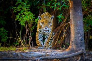 Le jaguar retrouve peu à peu son habitat naturel en Argentine