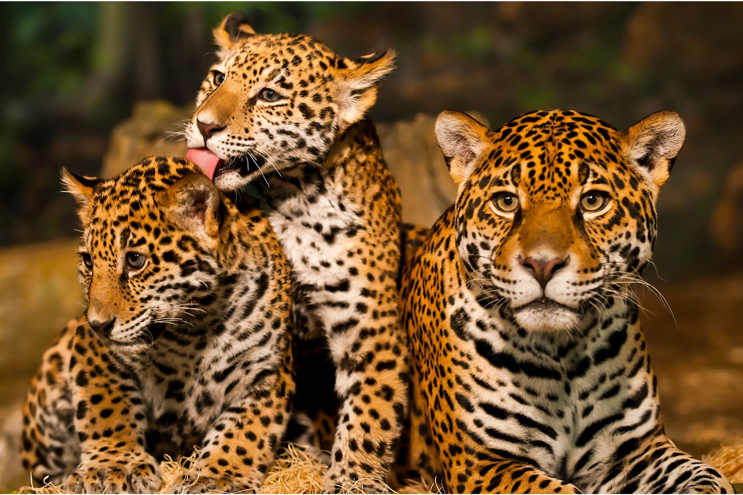 2. Jaguar cubs.